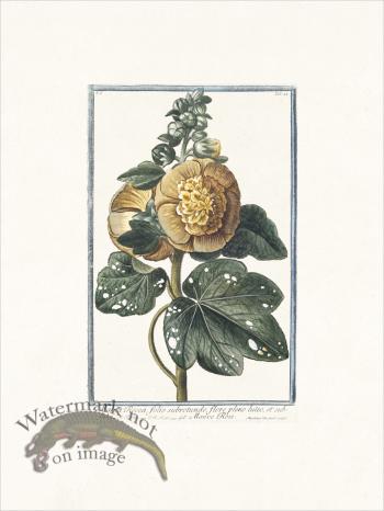 Bonelli 044 Mauve Rose